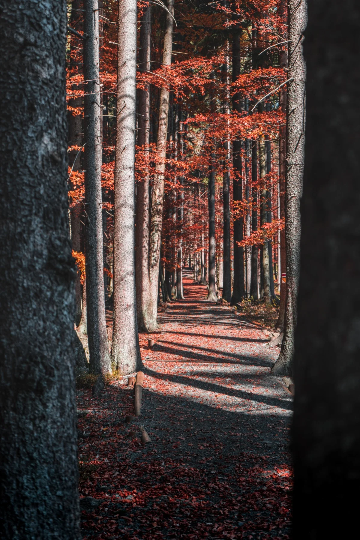 Cesta od Čertova jezera směr Špičák