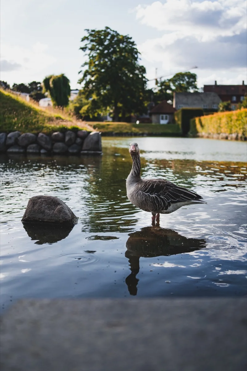 Park Rosenhaven - květiny